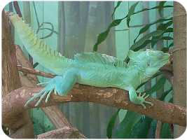 A Lizard that likes to look at you